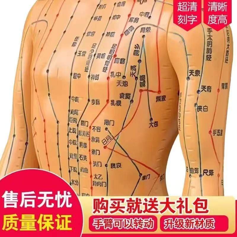 政河针灸穴位人体模型经络穴位模特图全身中医十二铜人扎针小皮人