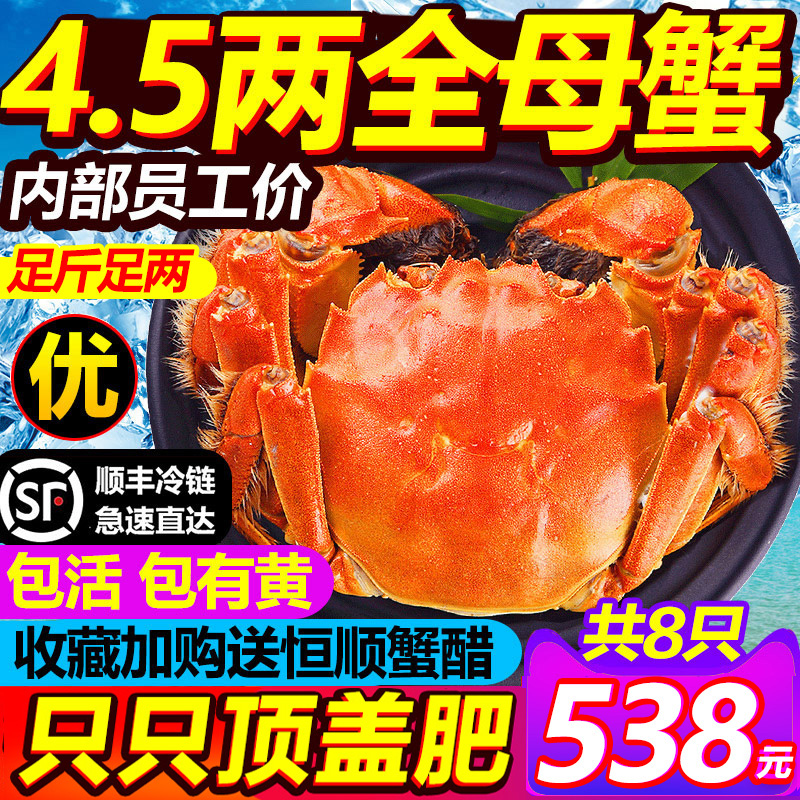 现货大闸蟹鲜活阳澄老马家活蟹8只超特大新鲜全母螃蟹官方旗舰