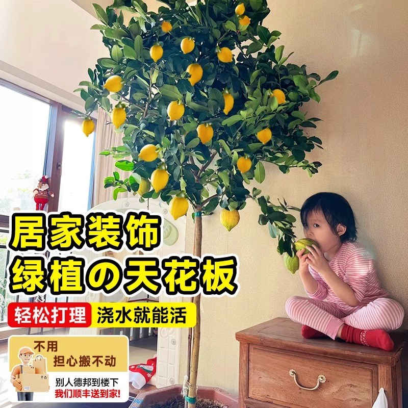 速发柠檬树客厅落地盆栽大型绿植物老桩可食用带果柠檬高级感