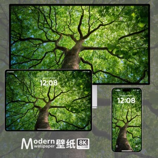 绿色大树8K高清壁纸iPhone手机ipad平板电脑mac桌面风景护眼插画