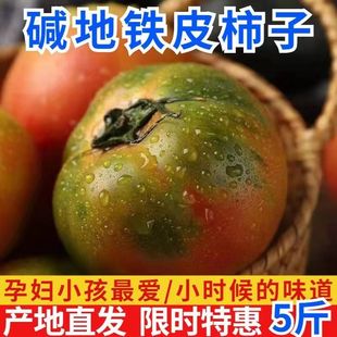丹东草莓柿子西红柿新鲜自然熟铁皮柿子盘锦碱地生吃水果番茄