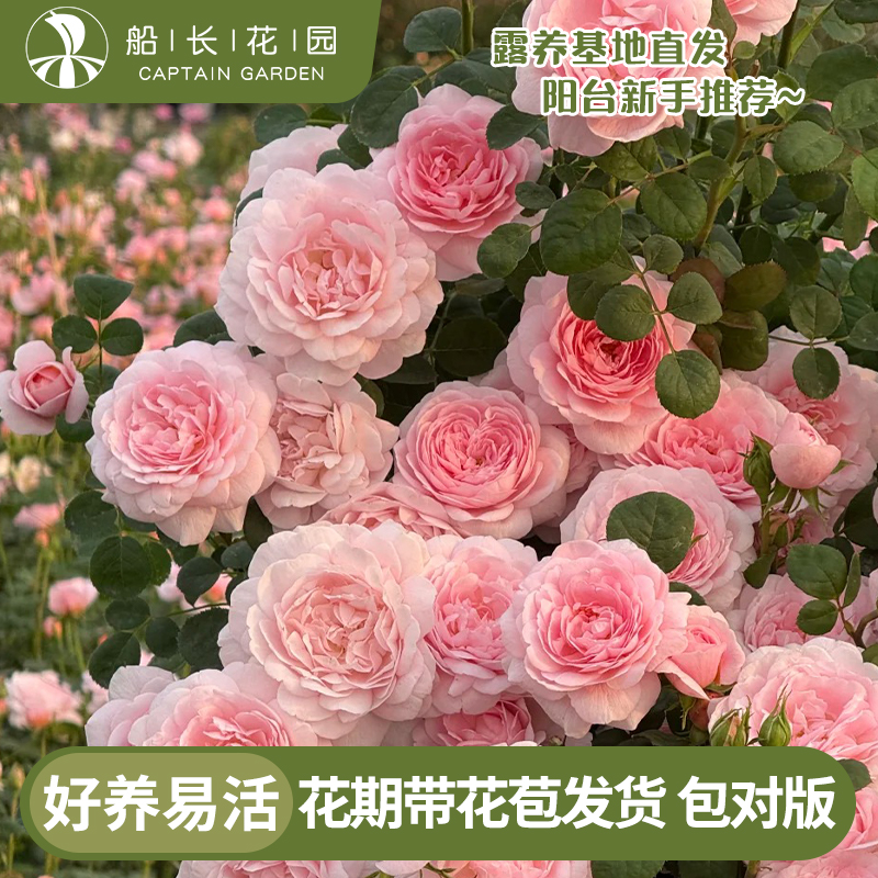 月季盆栽庭院植物藤本爬墙玫瑰花