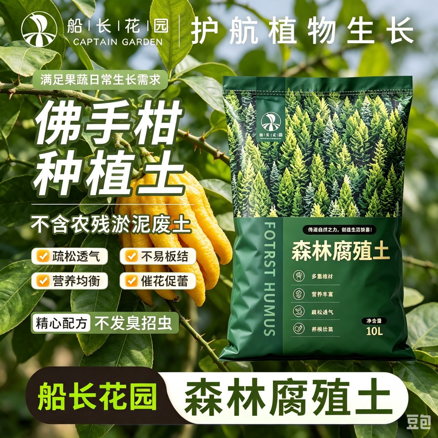 佛手柑香橼盆栽透气泥炭营养土图片