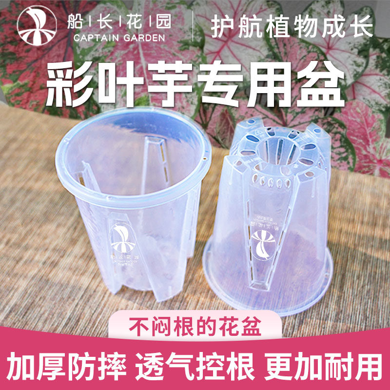 热植花盆天南星科兰花透气控根盆图片