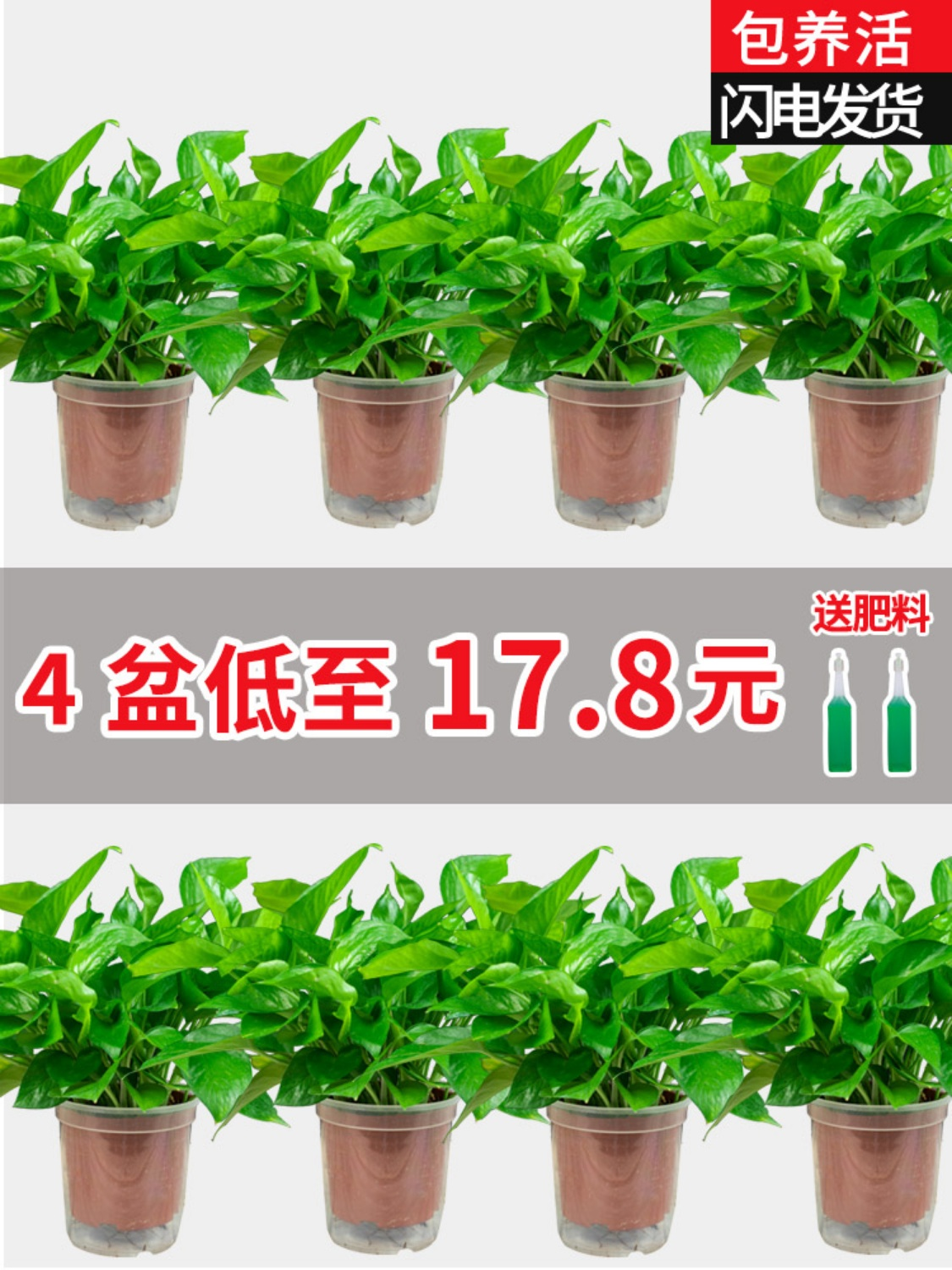 绿萝室内除甲醛植物花卉办公室大盆栽水培绿箩新房家用绿植吸甲醛