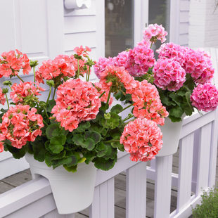 天竺葵开花不断易爆盆花卉