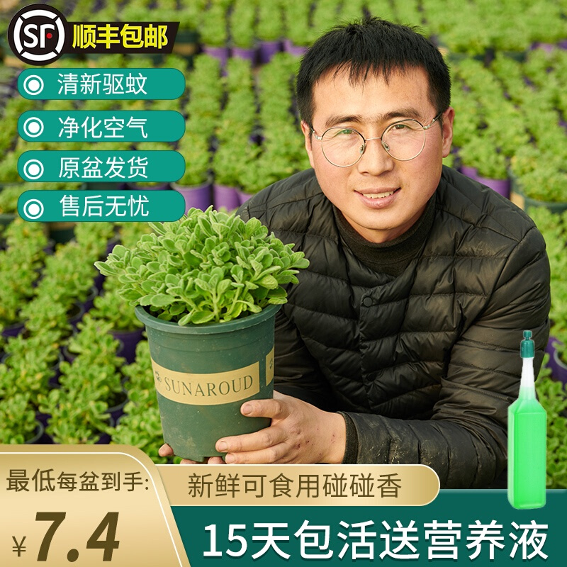 碰碰香盆栽香室内驱蚊一抹香味喷喷香摸摸多肉老桩绿植物净化空气