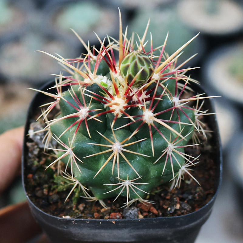 大统领实生仙人球稀有强刺开花瘤玉属仙人掌多肉植物办公室小盆栽