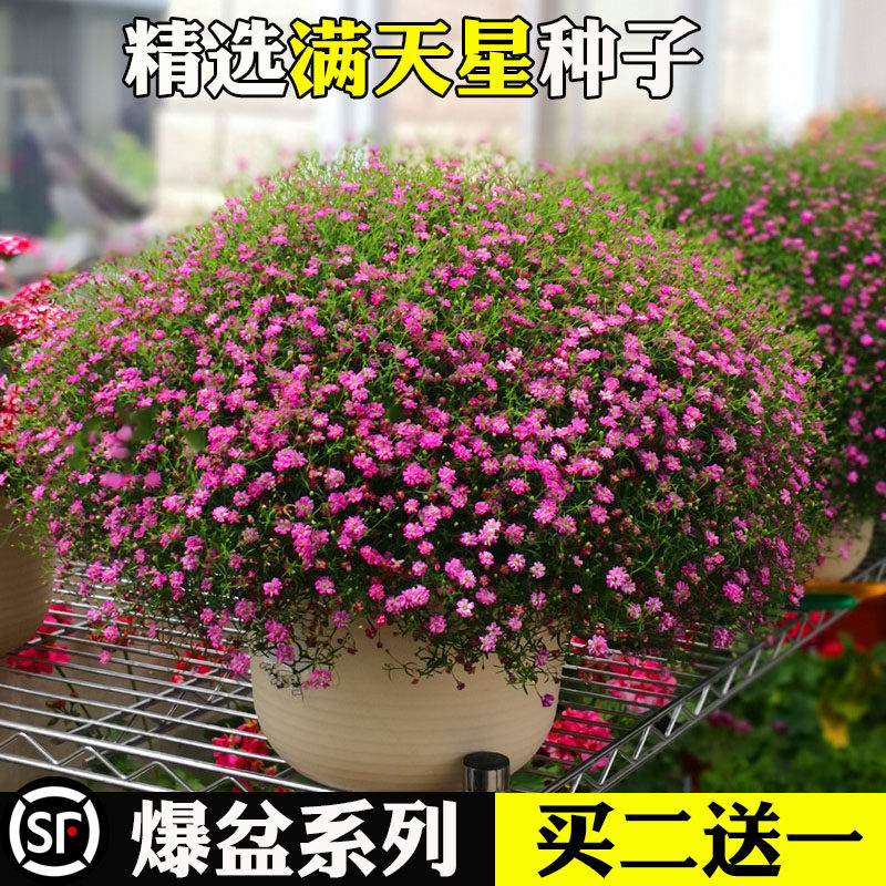 四季开花满天星种子易成活