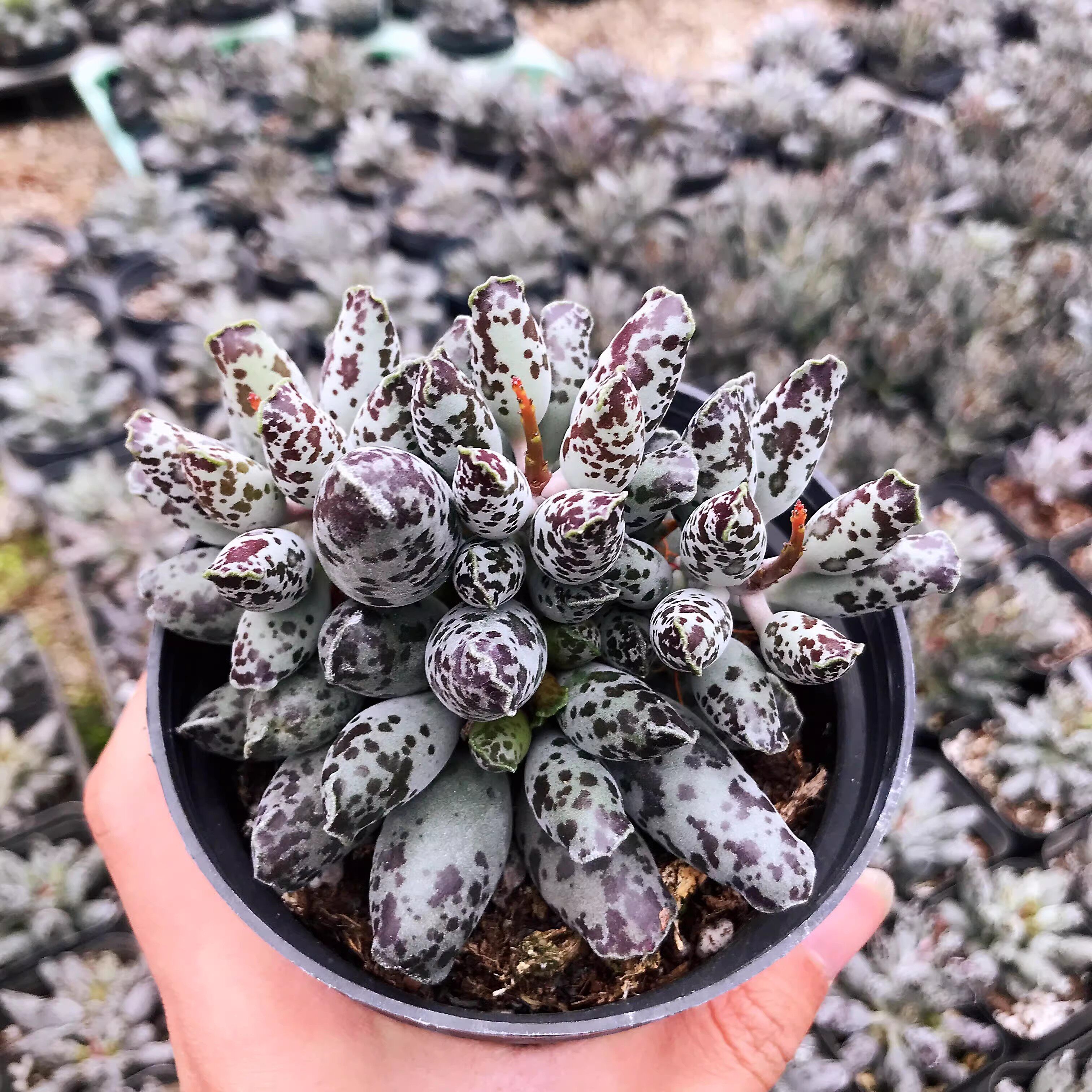 海豹多肉植物水泡系超萌梅花鹿奇多肉植物
