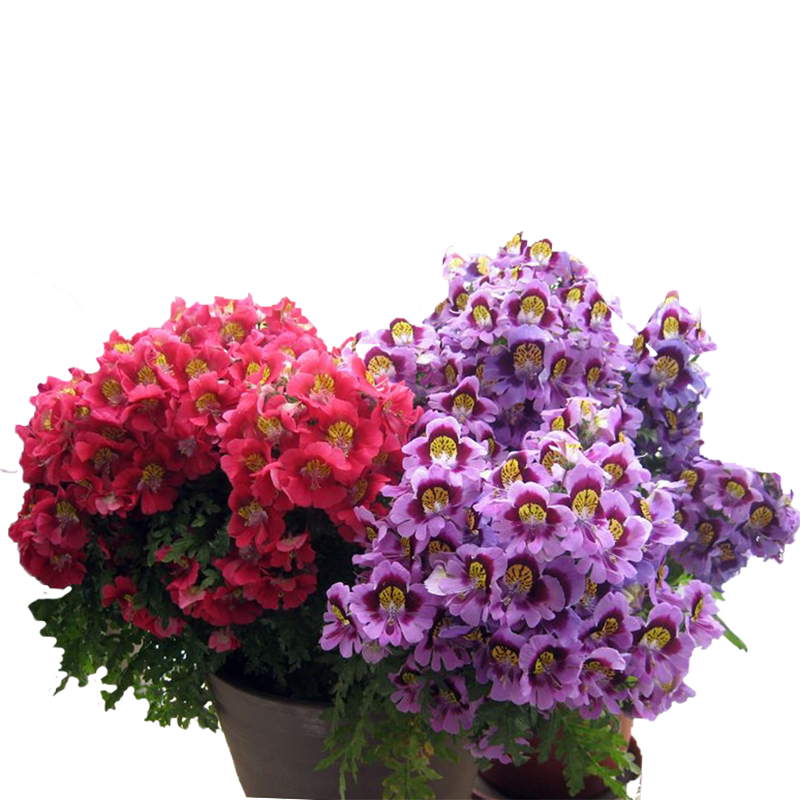 蛾蝶花种子蝴蝶花籽易种室内外四季开花盆栽植物花卉景观花海种孑