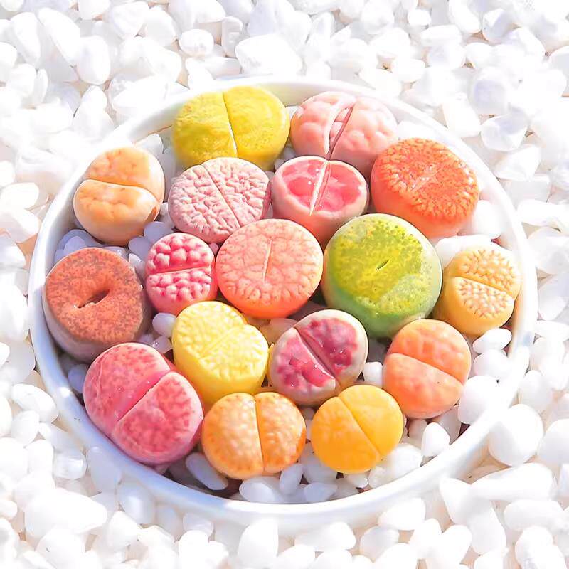 生石花多肉植物锦混合整盆超大pp屁屁石头花肉肉屁股花大颗大母本