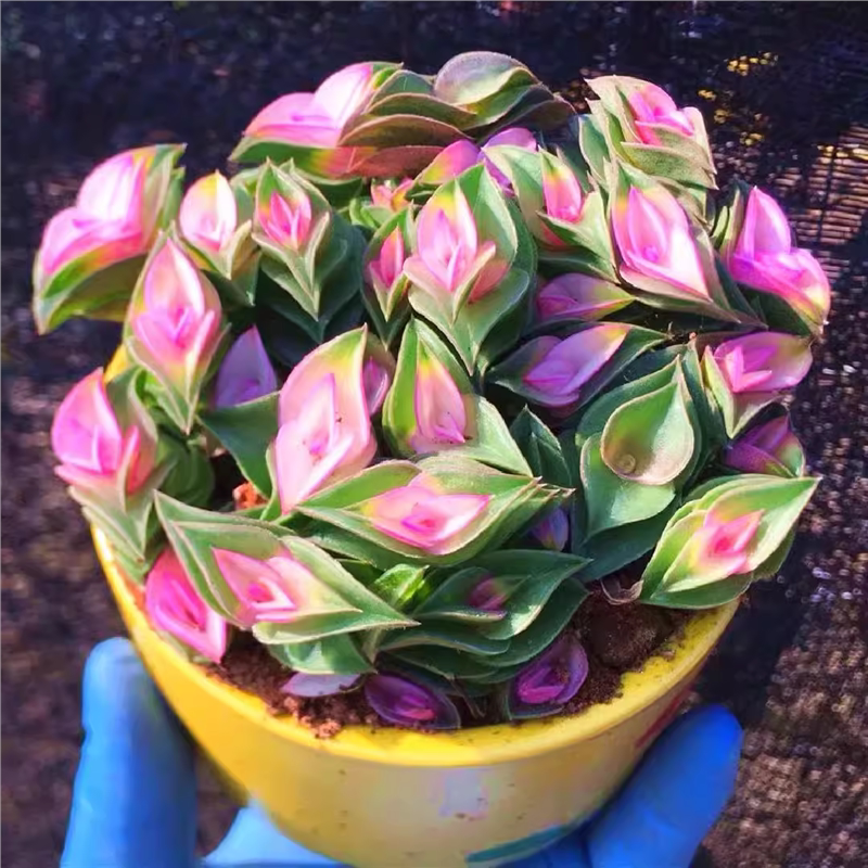 一帆风顺多肉彩色锦植物重扇好养阳台室内桌面花卉绿植盆栽