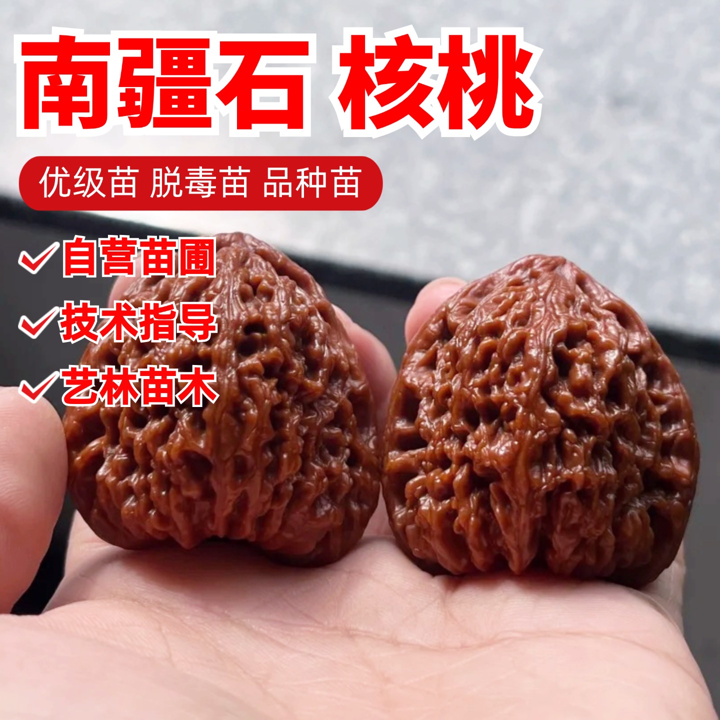 涿鹿南疆石文玩核桃树苗盆栽正三角凹底狮子头麻核桃苗南北方种植