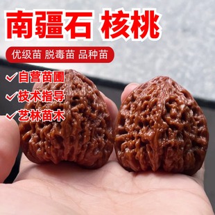 涿鹿南疆石文玩核桃树苗盆栽正三角凹底狮子头麻核桃苗南北方种植