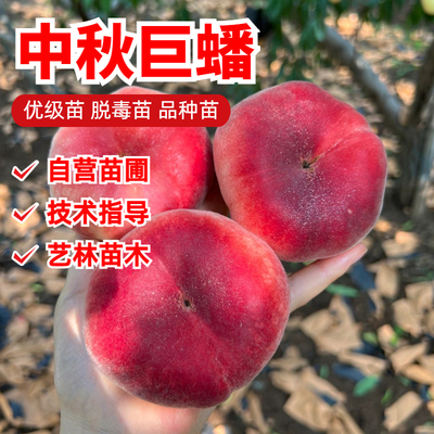 中秋巨蟠毛蟠桃树苗嫁接中秋成熟