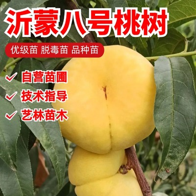 嫁接黄金蟠桃树苗特大果树盆栽7月成熟黄肉毛蟠桃树果苗当年结果
