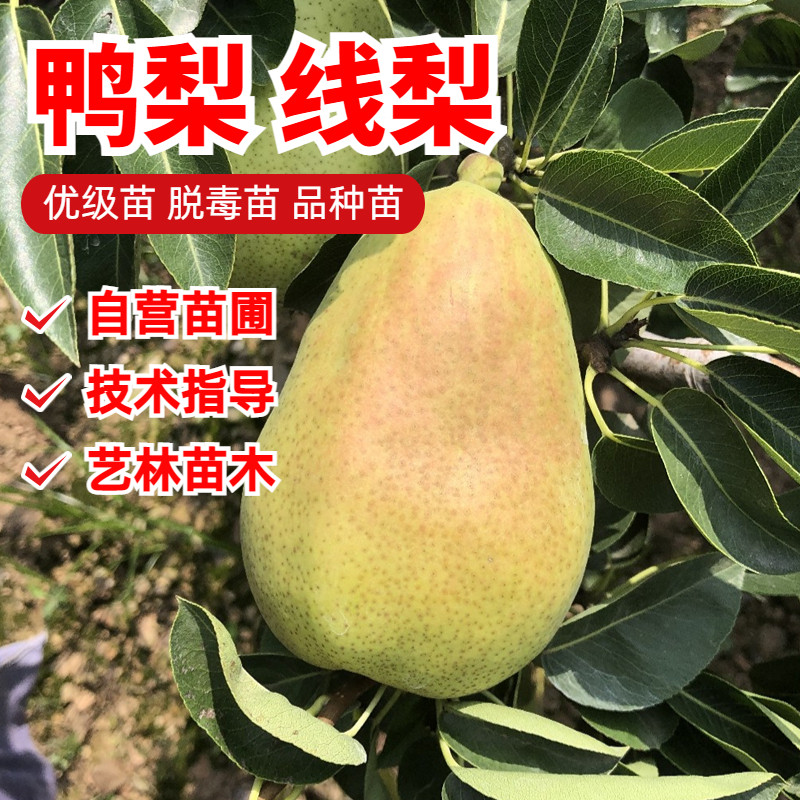 线梨树苗嫁接香酥梨大白鸭梨苗南北方种植盆栽果树苗地栽当年结果