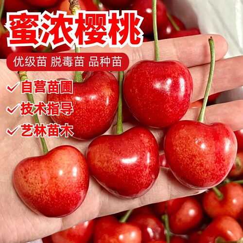 嫁接蜜浓大樱桃树苗特晚熟南北方种植当年结果车厘子树苗盆栽地栽