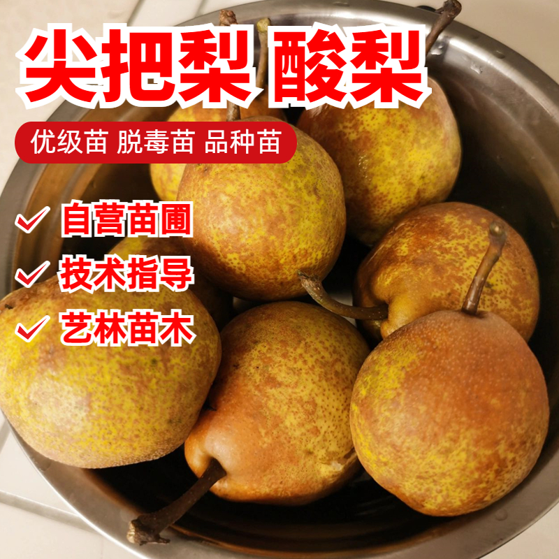 尖把梨梨树苗嫁接10月成熟