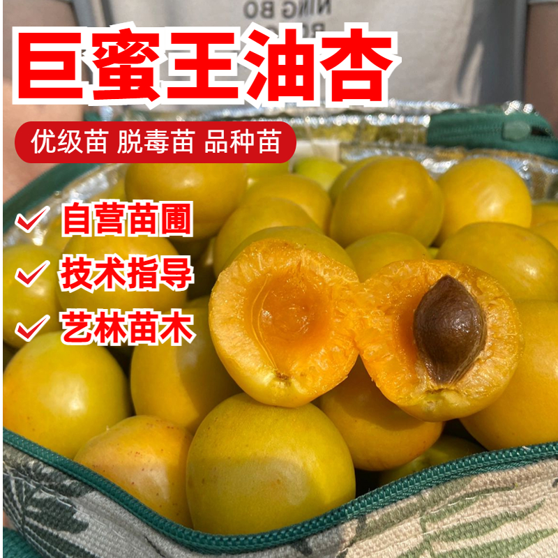 巨蜜王油杏杏子树苗特大甜蜜杏苗
