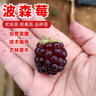 双季树莓苗大果酸甜覆盆子黑莓波尔森树莓果苗盆栽地裁北南方种植
