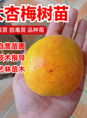 大杏梅树苗特大果甜蜜杏