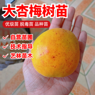 大杏梅树苗南北方地栽种植特大杏树果苗盆栽嫁接杏子苗树当年结果