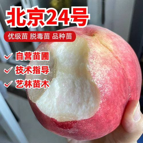 北京24号京艳桃树苗8-9月成熟