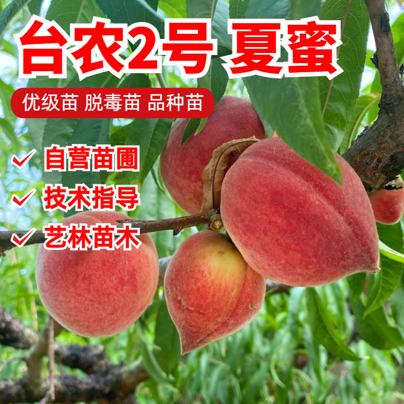 台农2号夏蜜桃树苗嫁接水蜜桃