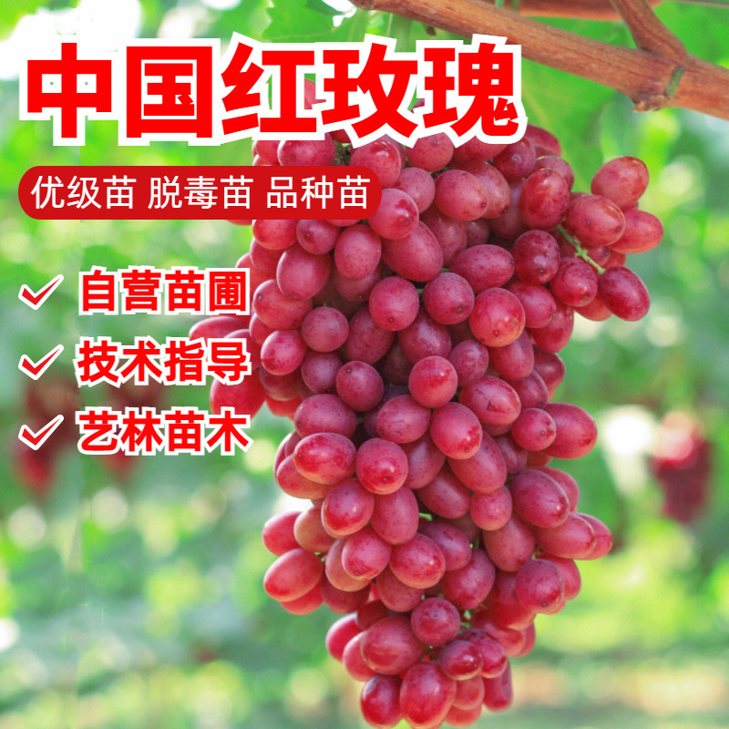 中国红玫瑰葡萄树苗嫁接深红无籽红提葡萄苗阳台盆栽爬藤地栽耐寒