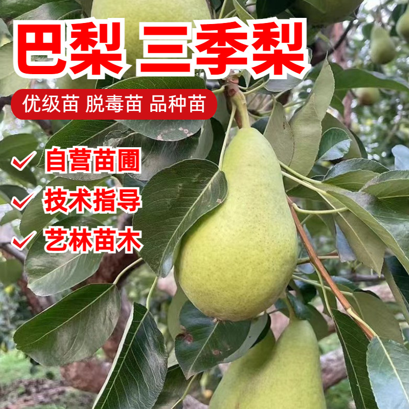 嫁接梨树苗软甜巴梨树苗三季梨苗阳台盆栽庭院地栽果树苗当年结果