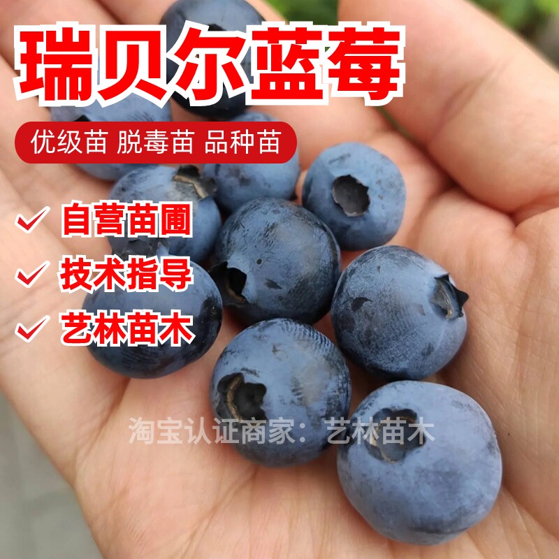 瑞贝尔蓝莓苗盆栽四季种植蓝梅树果苗室内外阳台北方南方当年结果