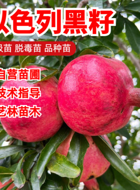 以色列黑软籽甜石榴树苗9月成熟
