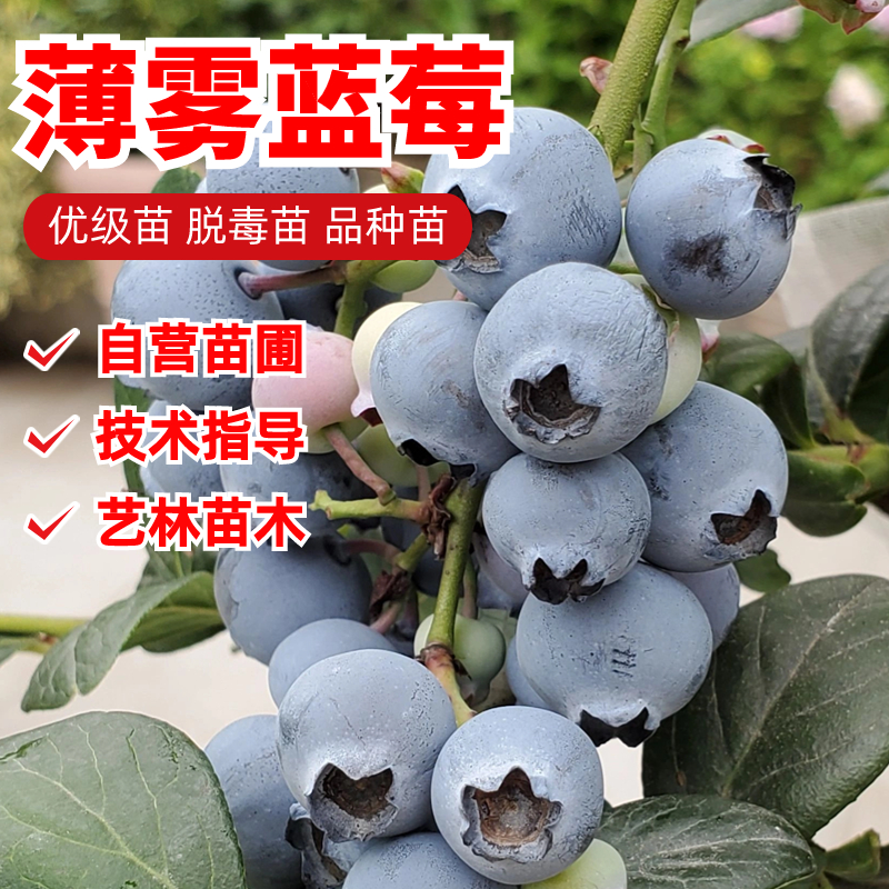 薄雾蓝莓苗组培苗盆栽地栽种