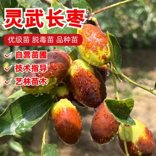 宁夏灵武长枣树苗活苗盆栽地栽特大脆甜枣子苗南方北方种植果树苗
