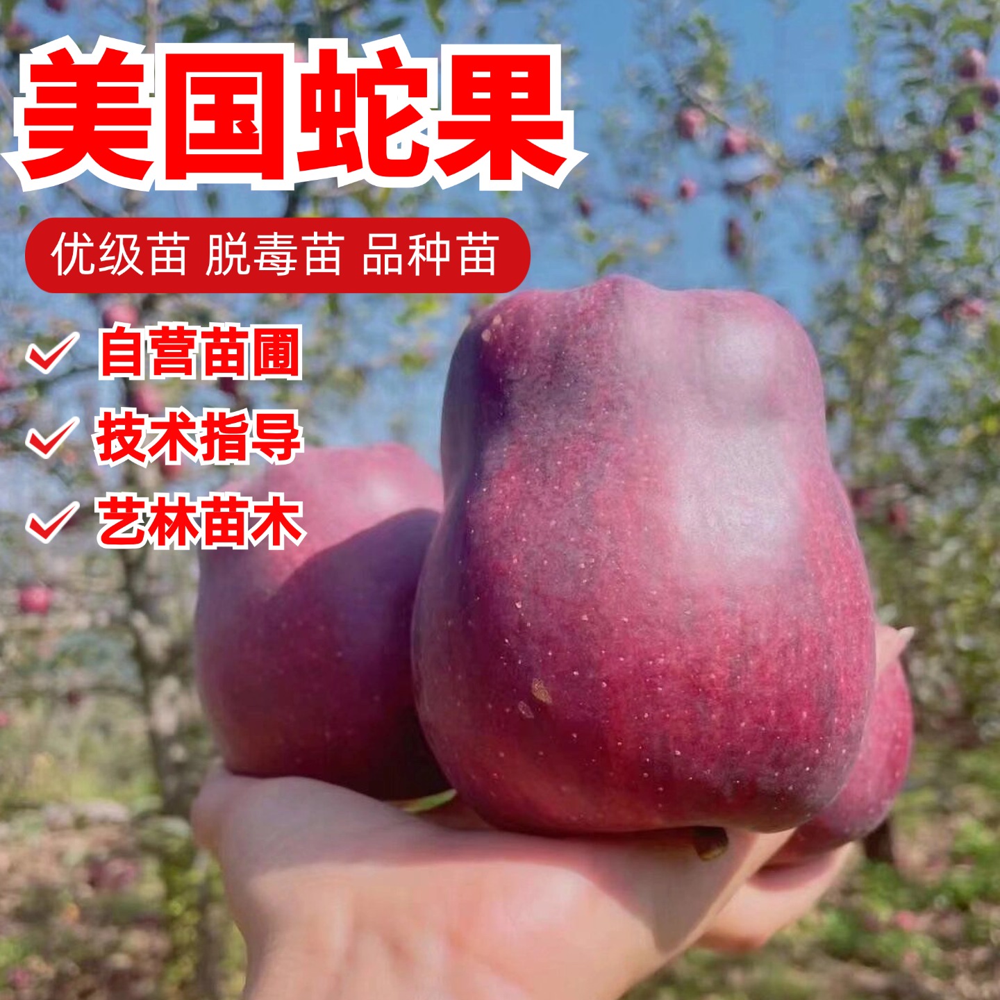 嫁接美国蛇果苹果树苗盆栽庭院地栽花牛粉面苹果苗南北方种植耐寒