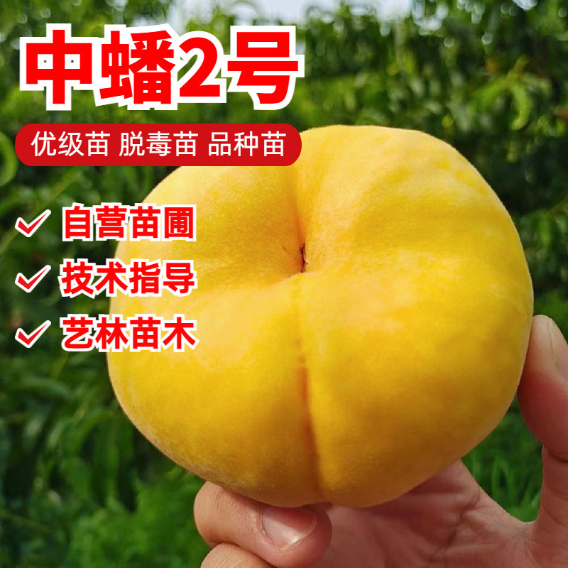 中蟠2号蟠桃树果苗特早熟黄肉黄金蟠桃树苗庭院地栽盆栽当年结果