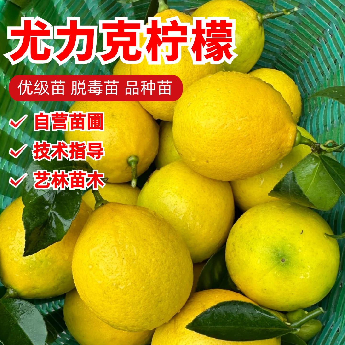 尤力克柠檬树苗盆栽酸甜柠檬苗阳台南北方四季种植果树苗当年结果