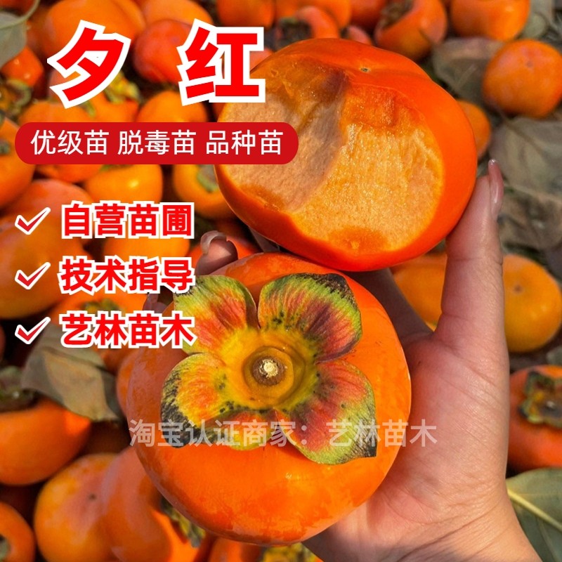 夕红柿子树苗南北方庭院地栽种植晚熟甜脆柿子苗阳台盆栽当年结果