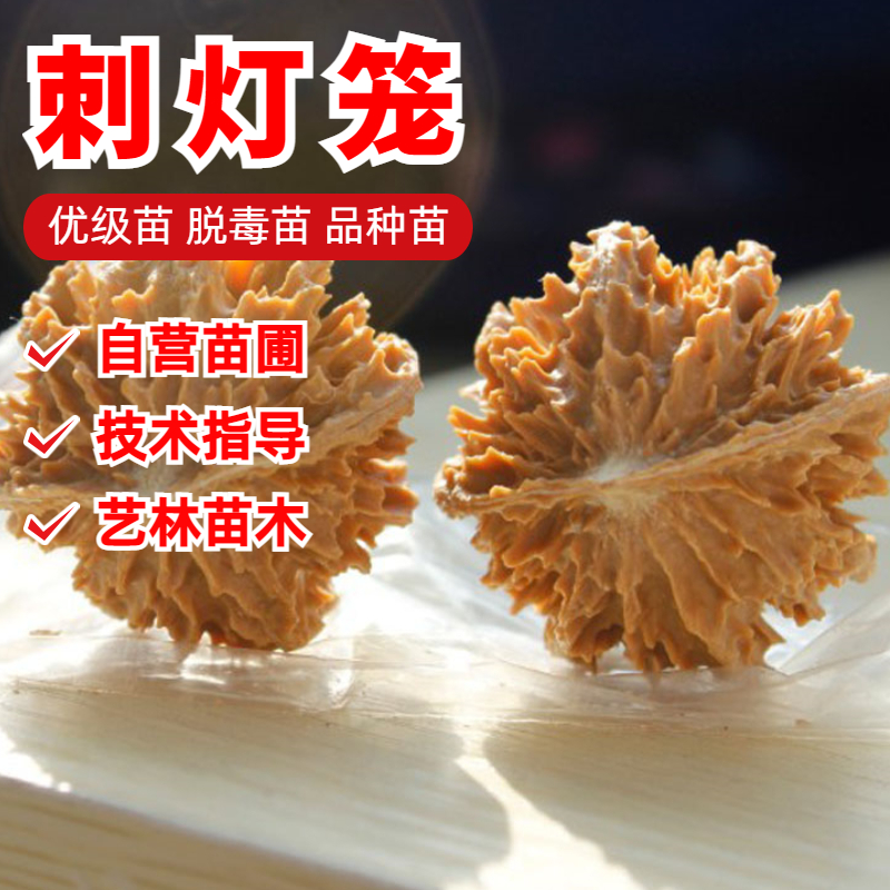 刺灯笼文玩核桃树苗庭院盆栽地栽