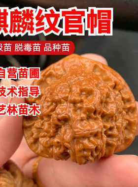 麒麟纹官帽文玩核桃树苗盆栽地栽