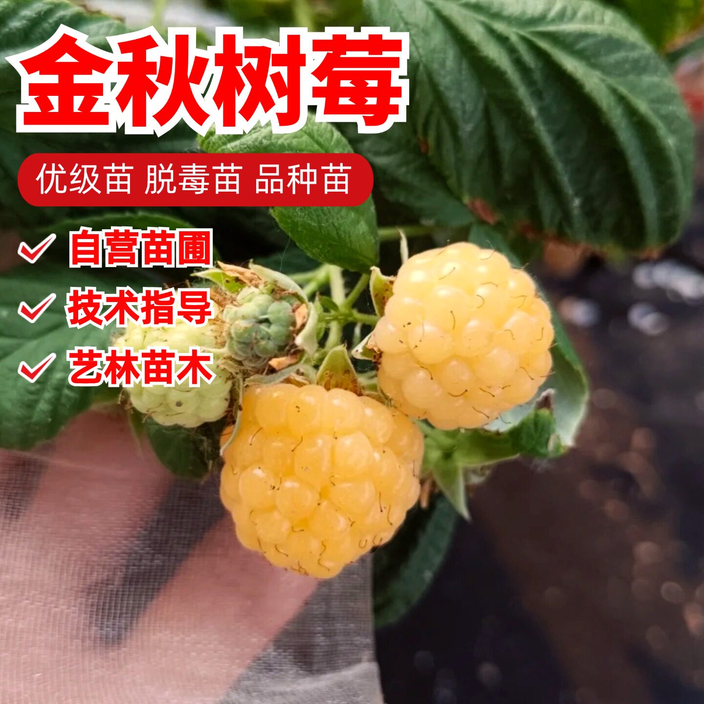 双季黄树莓苗金秋树莓果苗无刺覆盆子树苗盆栽庭院地栽南北方种植