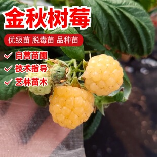 双季黄树莓苗金秋树莓果苗无刺覆盆子树苗盆栽庭院地栽南北方种植
