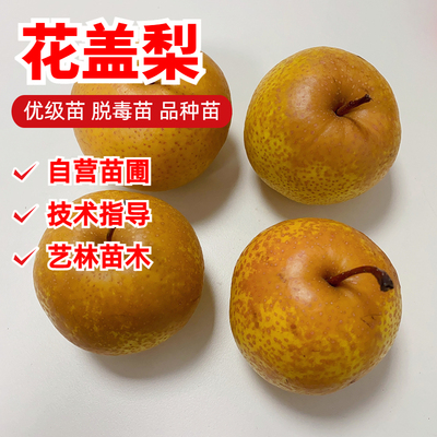 花盖梨梨树苗嫁接9-10月成熟