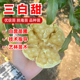 怀远白花玉籽石榴树苗硬籽白玉三白甜石榴苗特大南方北方盆栽地栽