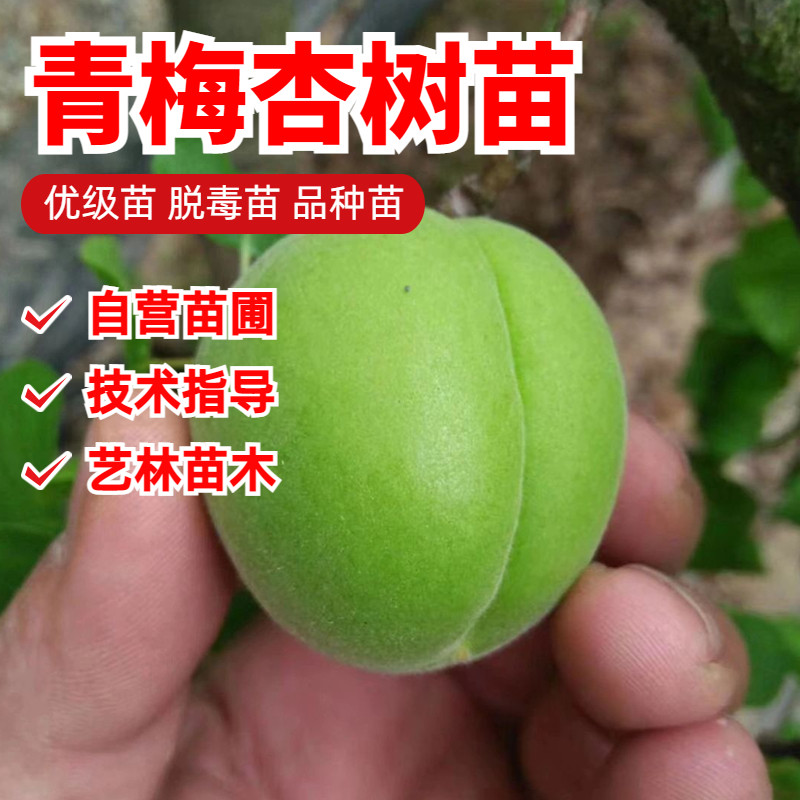 青梅树苗嫁接梅子树苗酸口青梅杏果苗甜口北南方种植盆栽当年结果