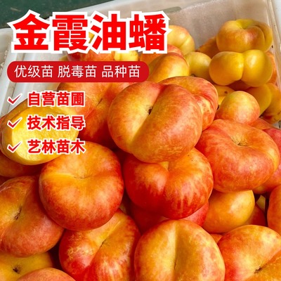 金霞油蟠桃树苗嫁接6-7月成熟