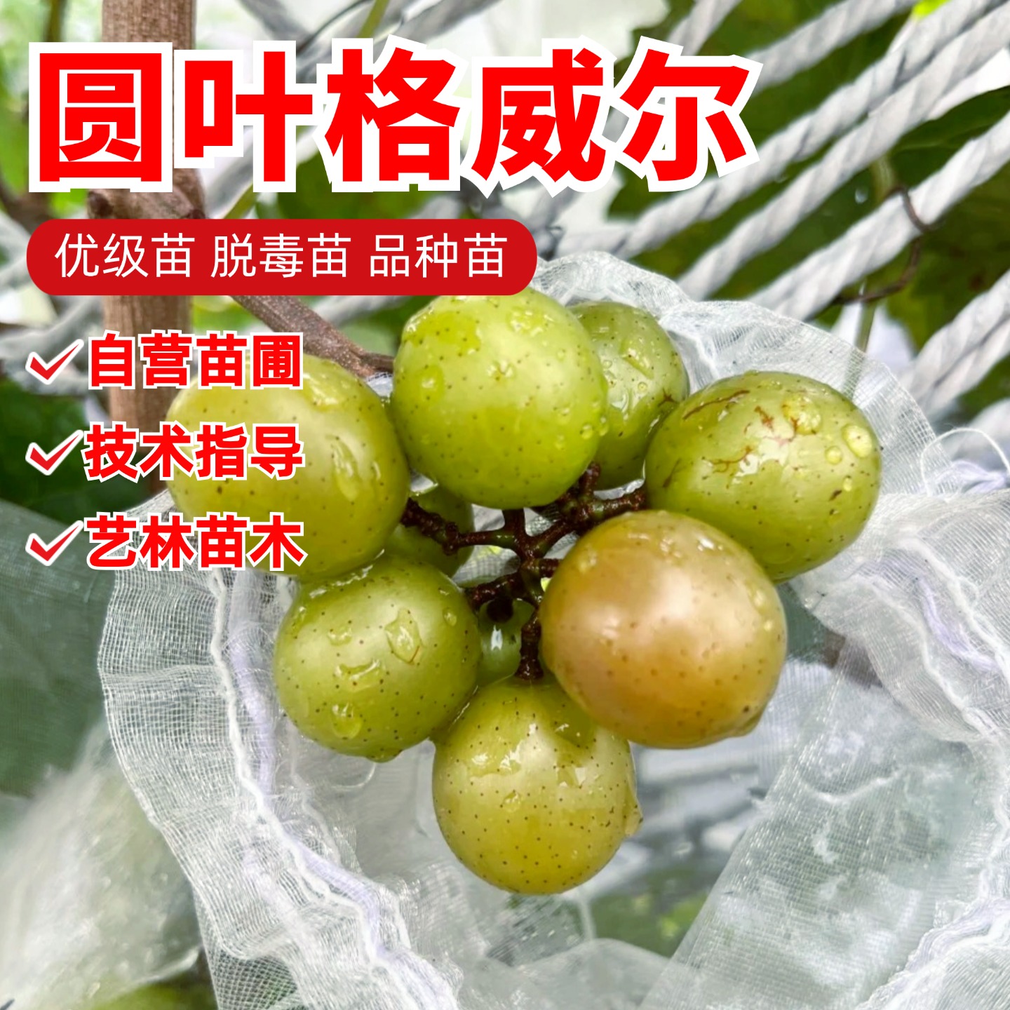 圆叶格威尔葡萄苗马斯卡丁无籽绿宝石葡萄树苗庭院爬藤南北方种植