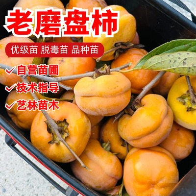 特大磨盘柿子树苗无籽中华巨柿树苗南北方种植盆栽庭院当年结果苗